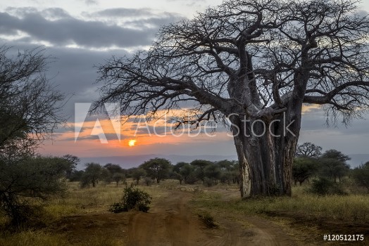 Picture of Baobab at Sunset Tanzania